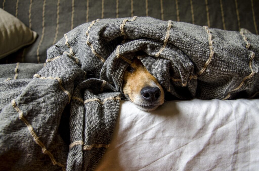 About 1 dogs 5021084 1280 1 20250408 142140 1 1 1